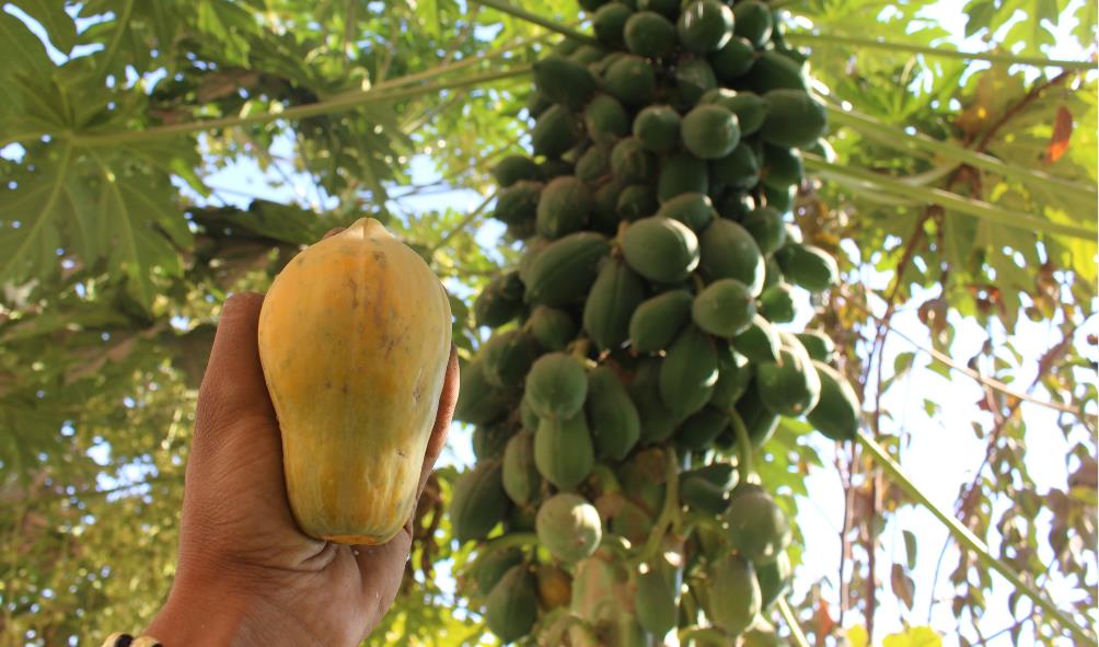 Panama health benefits 