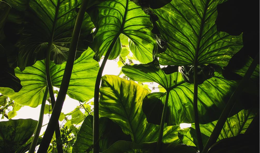 Natural healing Panama