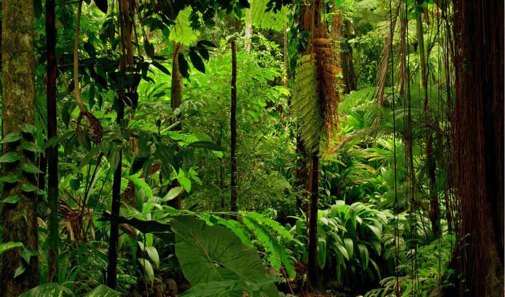 Wellness tourism Panama