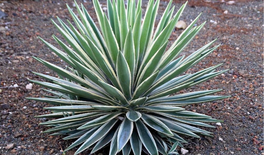 Traditional Panamanian dishes 