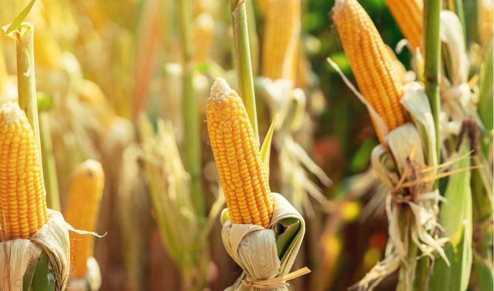 Panama seafood specialties 