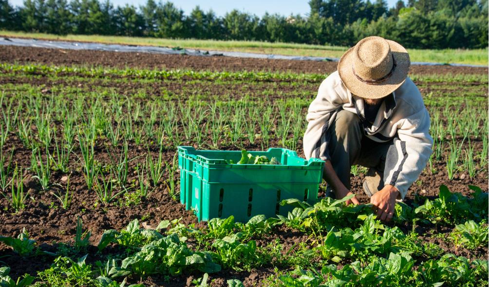 Panama organic food 