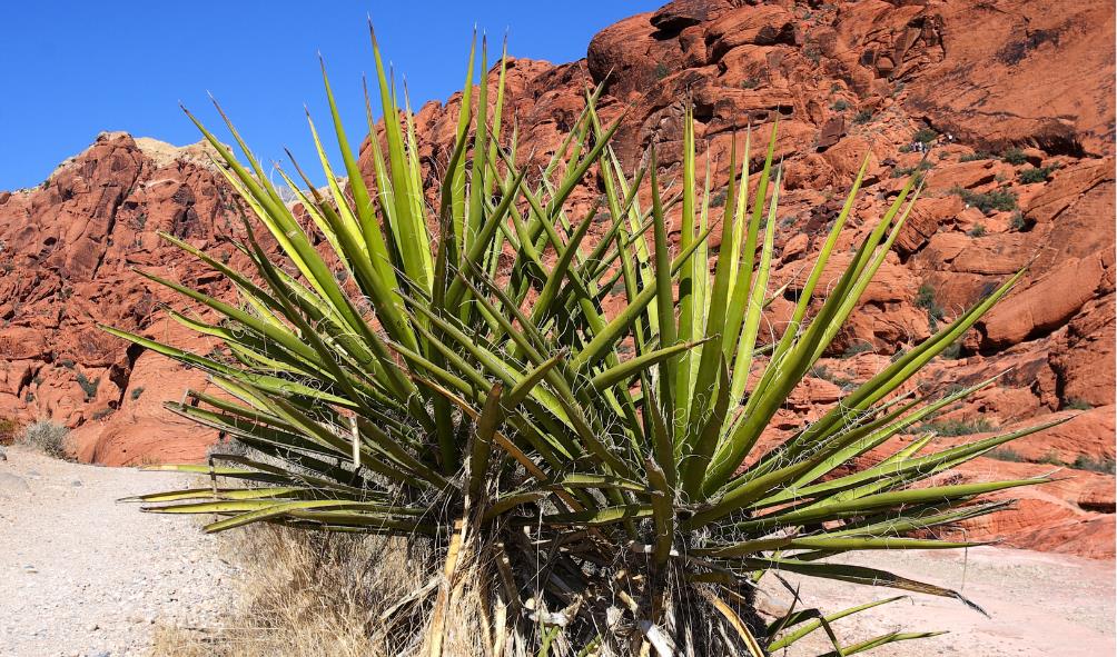 Traditional healing Panama 