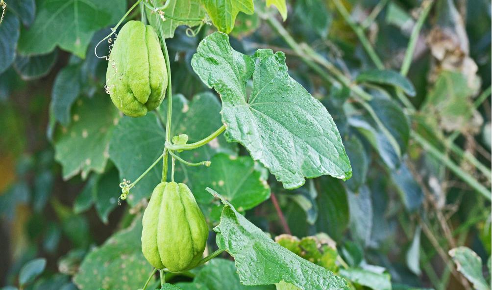 Gluten-free pantry essentials