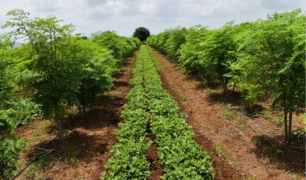 Panama farm ecosystems