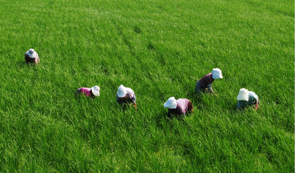 Eco-conscious farming Panama
