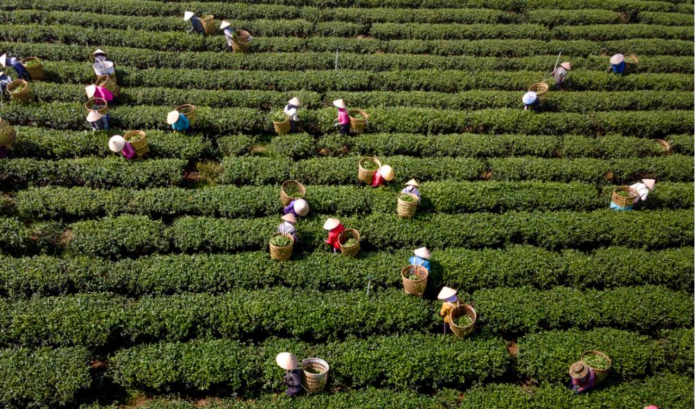 Eco-conscious farming Panama