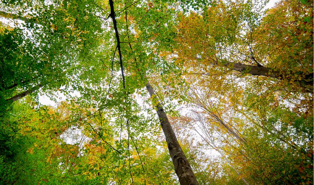 Nature healing Panama