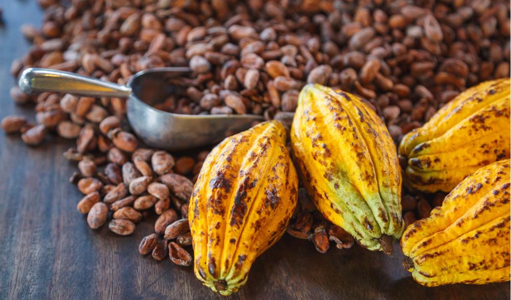 Panama coffee and cacao blend 