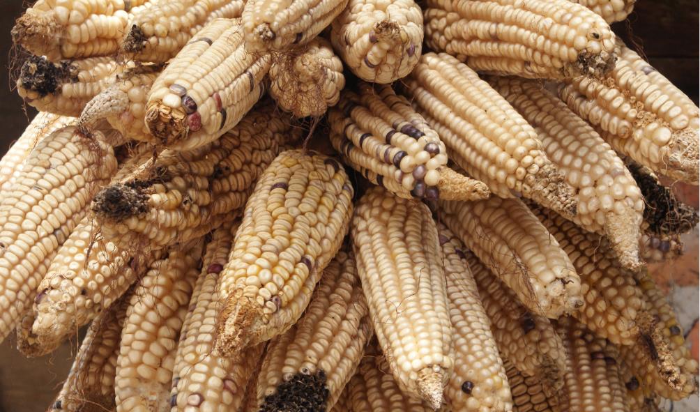 Probiotic food trends Panama