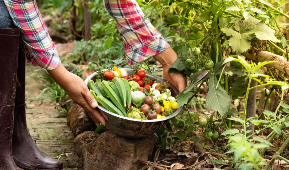 Healthy diet Panama