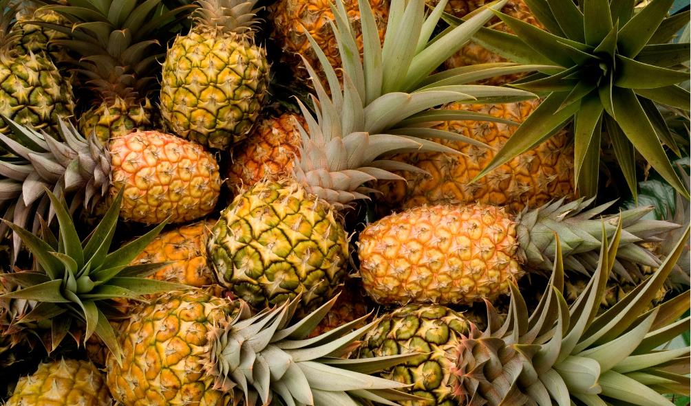 Panama wellness meals week