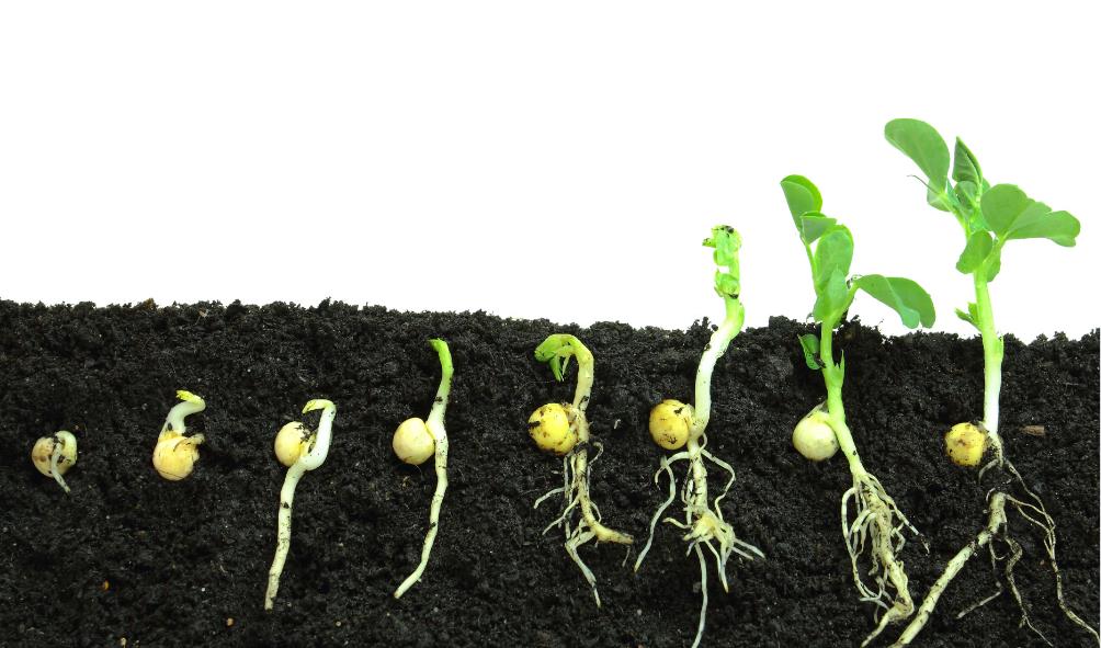 Natural remedies Panama 