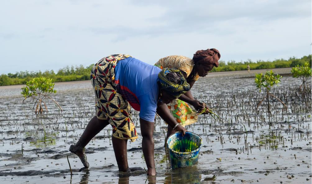 Ecosystems and human health 