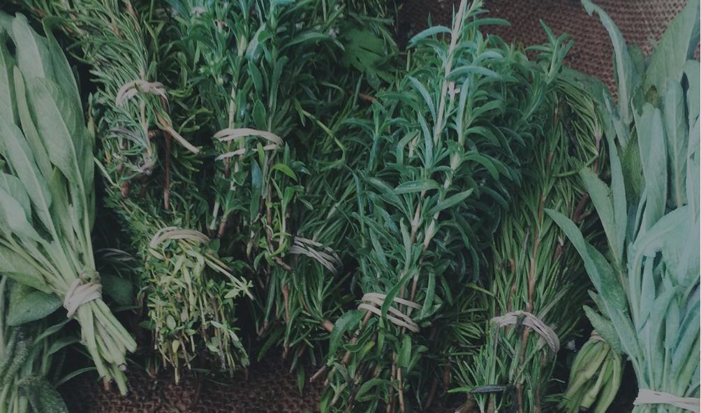 Panama ecosystems health 