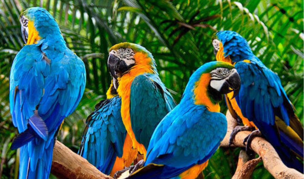 Nature walks for stress relief 