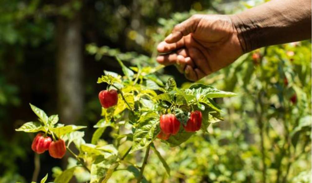 Panama Food Revolution 