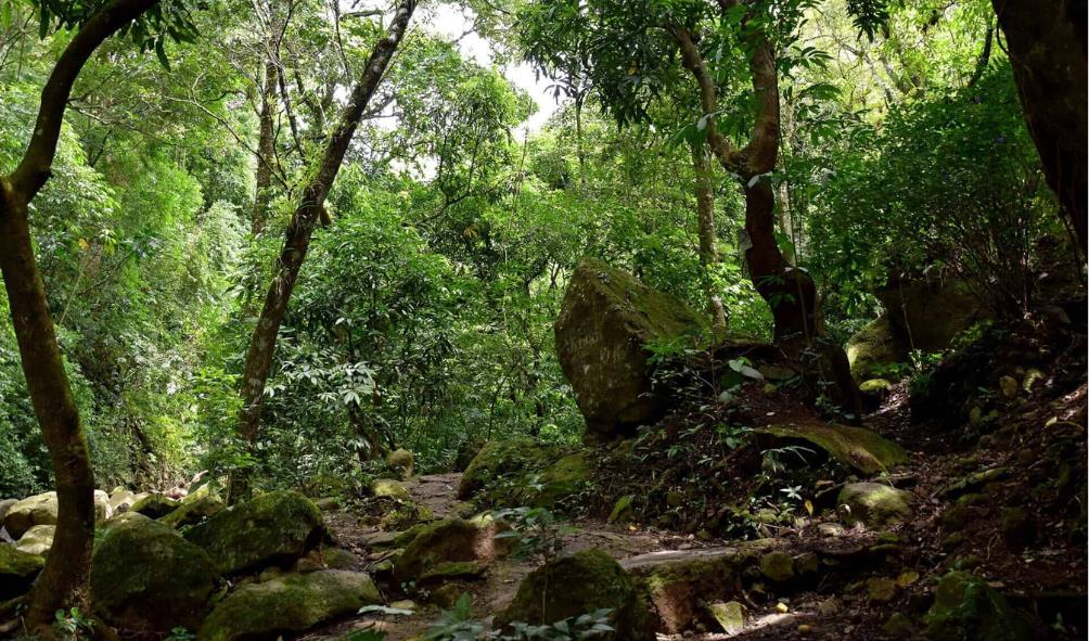 Biodiversity and wellness 