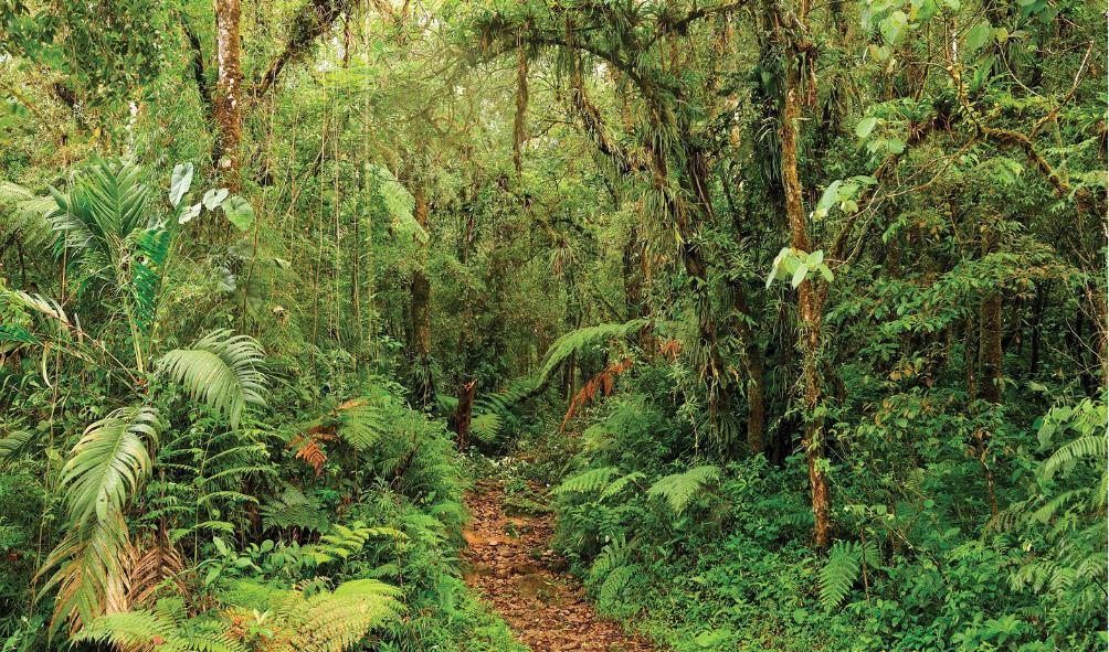 Panama''s healing landscapes 