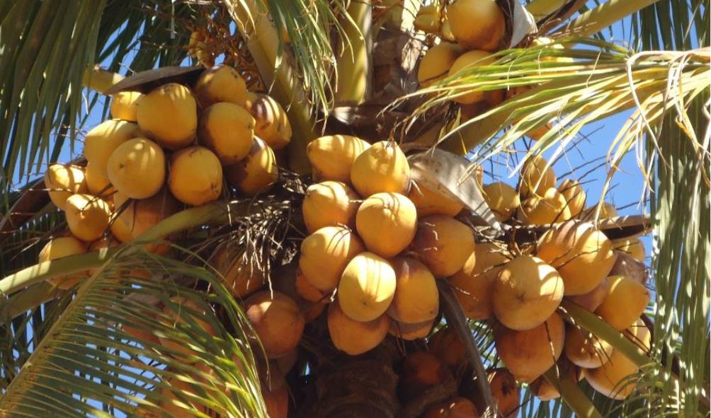 Panama fresh ingredients 