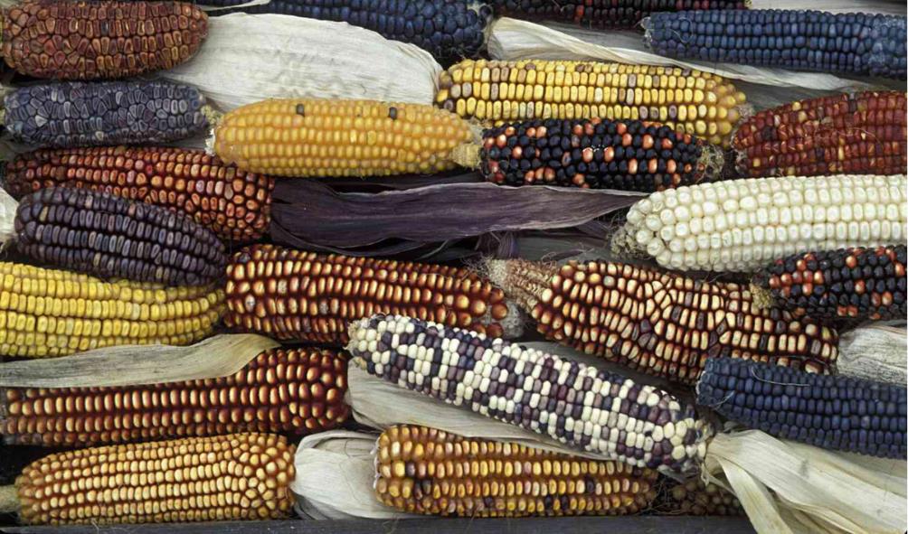 Cornmeal dishes Panama 