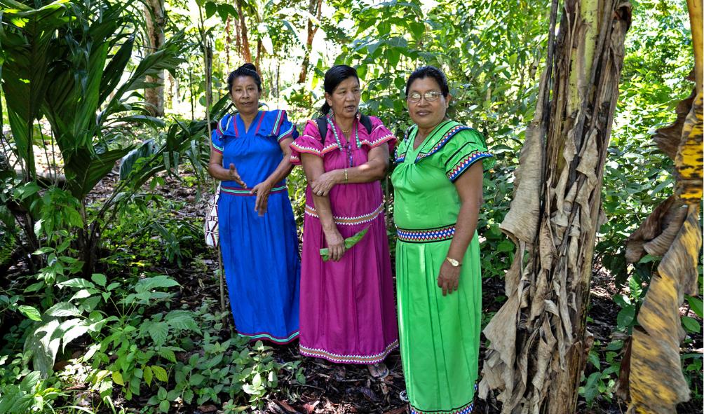 Panama indigenous healing 