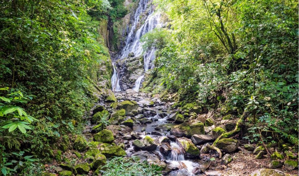 Forest wellness Panama 