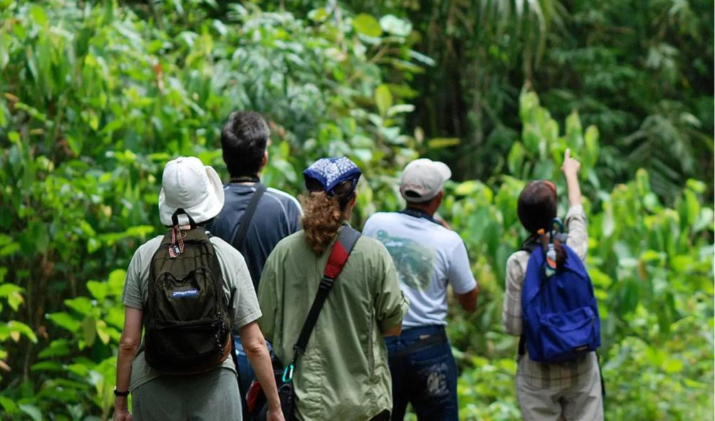 Forest healing experience 