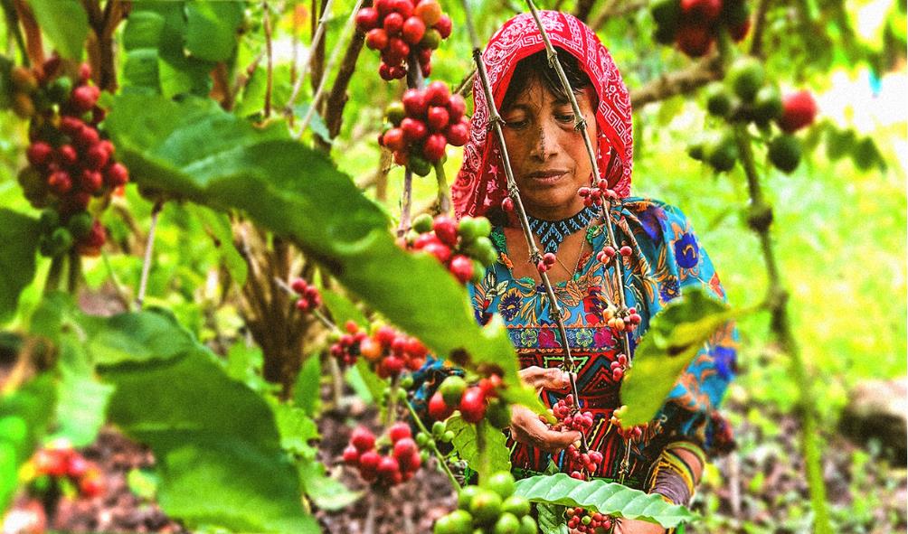 Climate impact on Panama food 