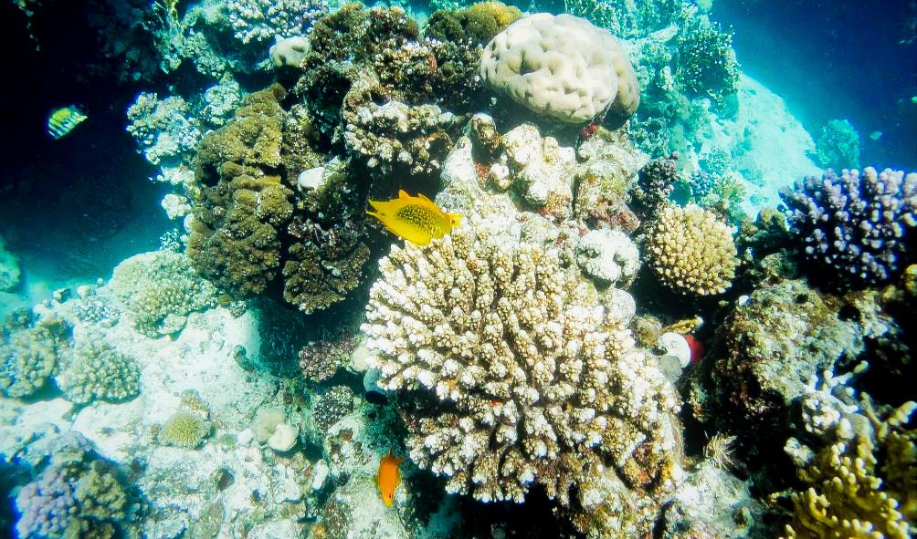 Panama coastal health benefits 