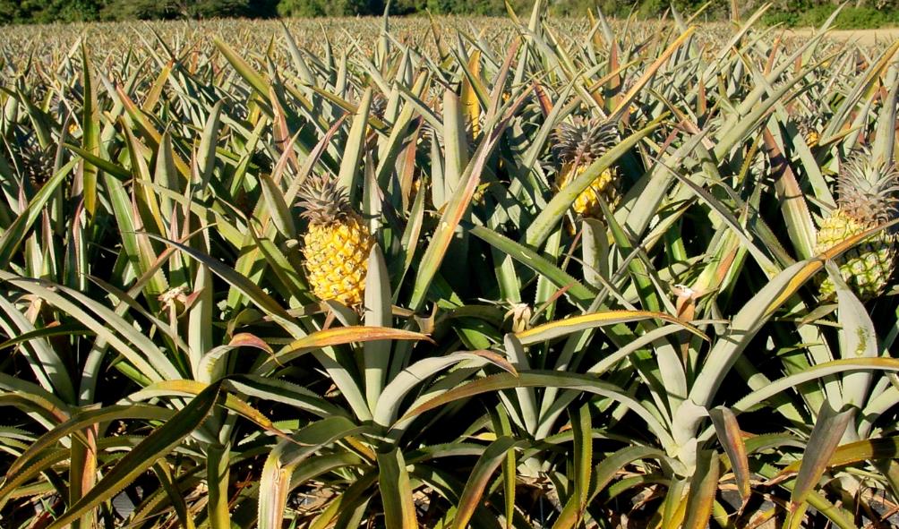 Healthy Panamanian dishes 