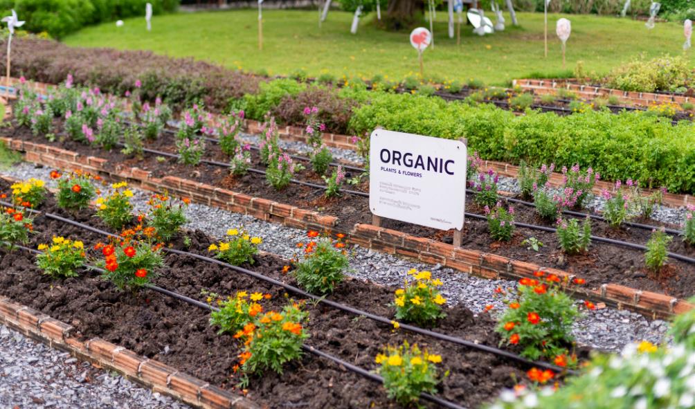 Panama alternative medicine 