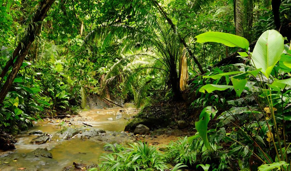 Panama nature healing 