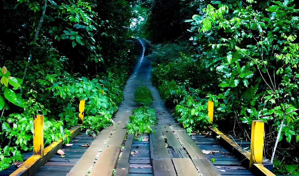 Panama healing landscapes 