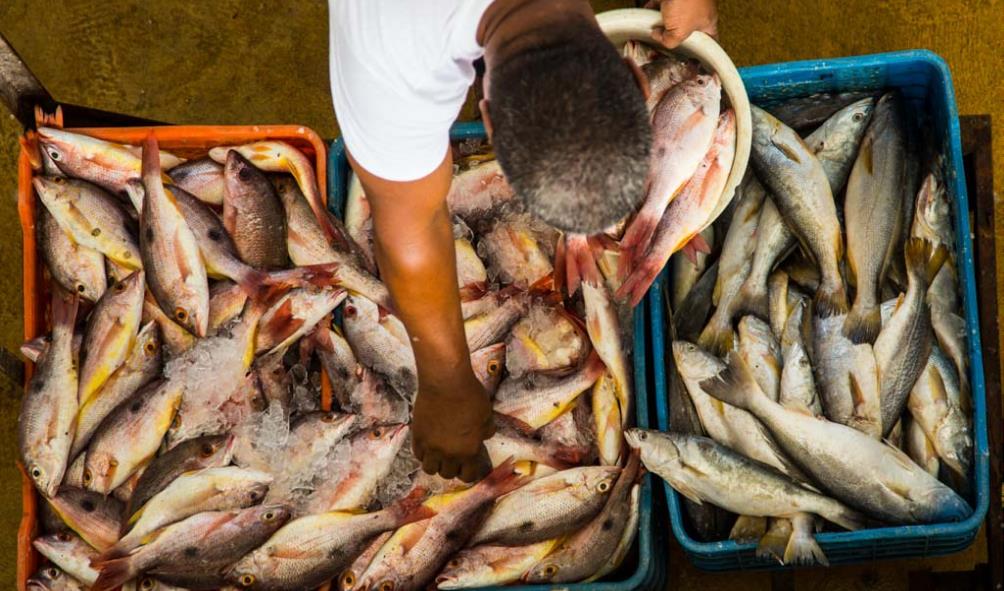 Traditional Panamanian seafood 