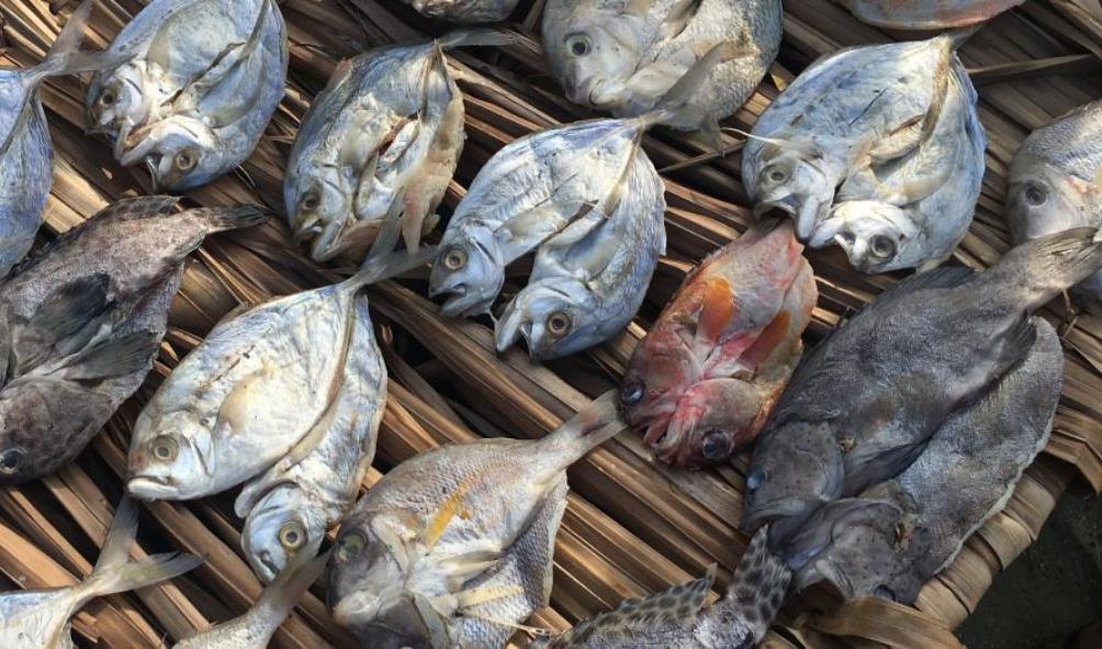 Panama seafood restaurants 