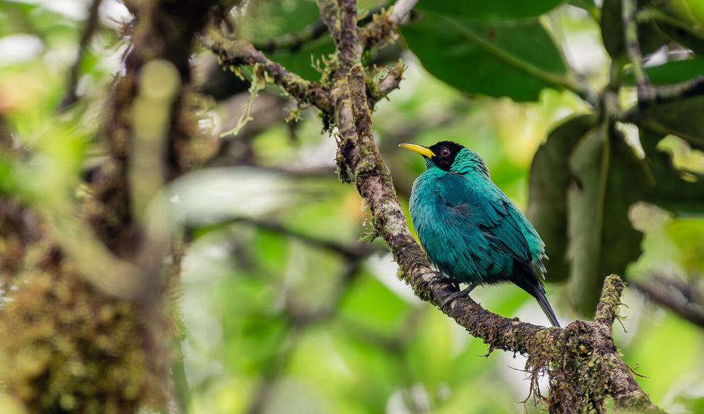 Rainforest healing Panama 