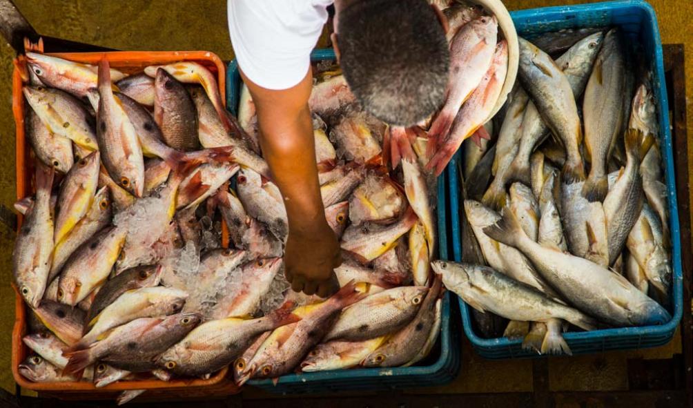 Panama''s lively flavors 
