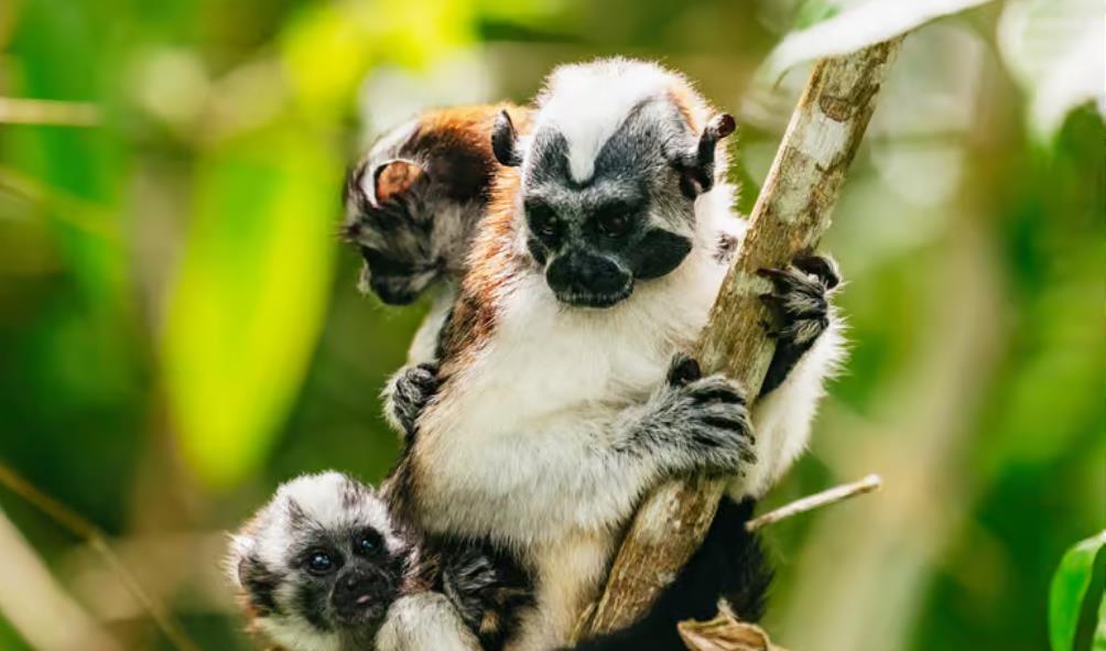 Panama travel experiences 