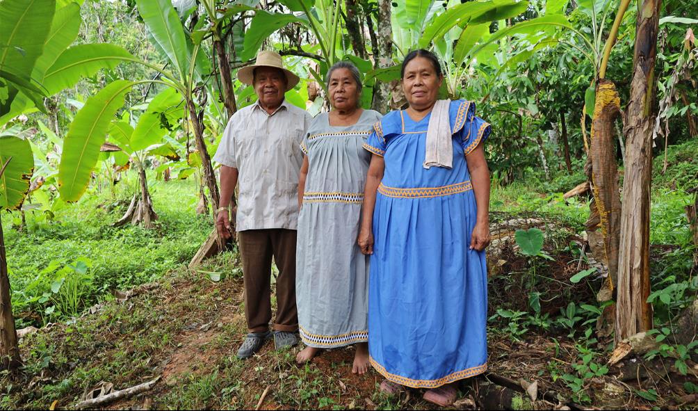 plant-based healing Panama 