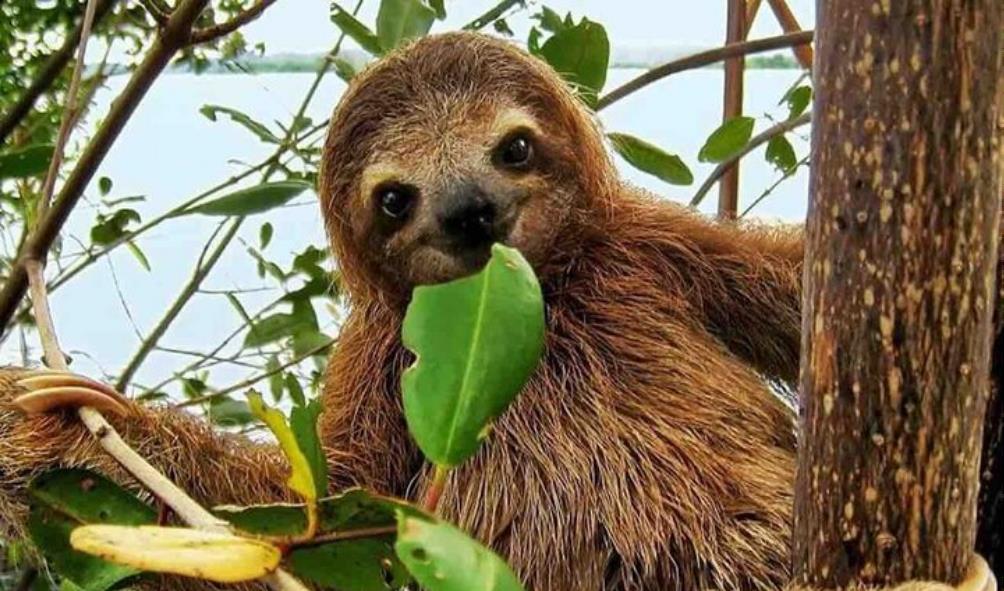 Panama wildlife tours 