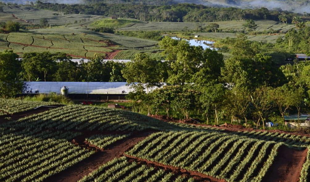 Local produce Panama 