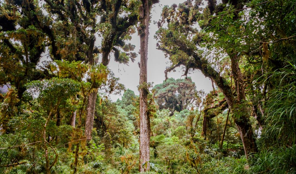 Panama nature therapy 