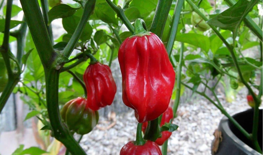fresh tropical ingredients Panama 