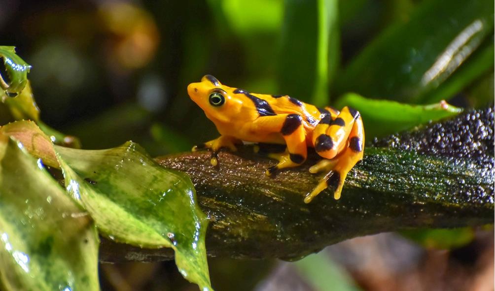 Panama wildlife adventures 