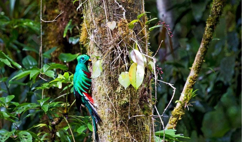 Eco-friendly travel in Panama 