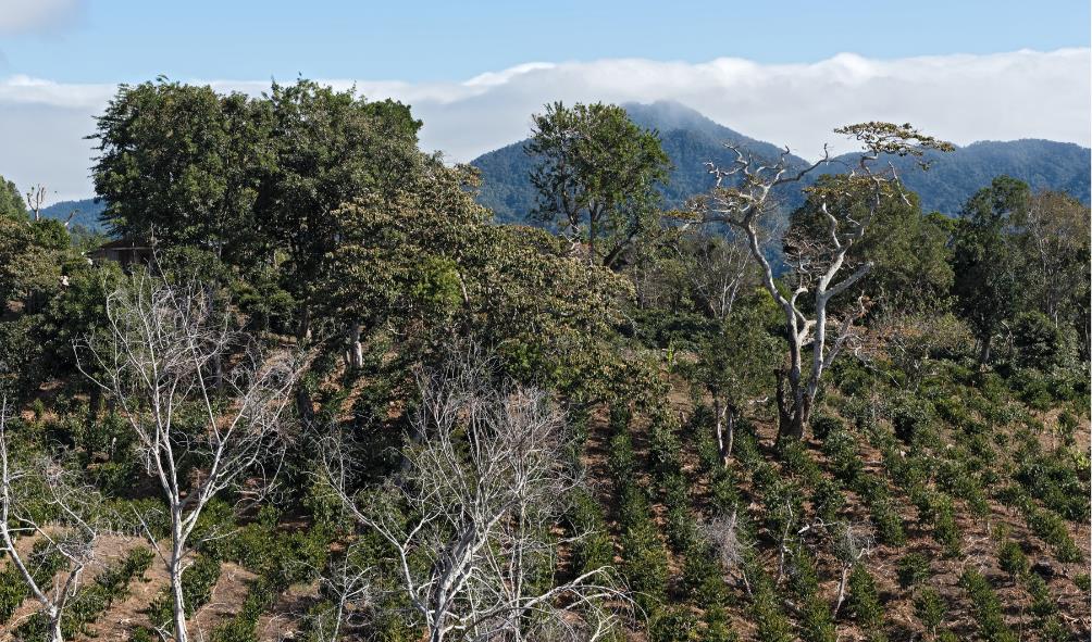 Panama farm-to-table movement