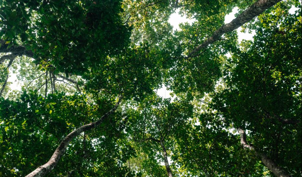 Thriving in biodiverse environments 