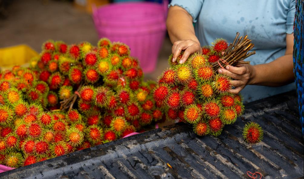 Unique fruits of Panama 