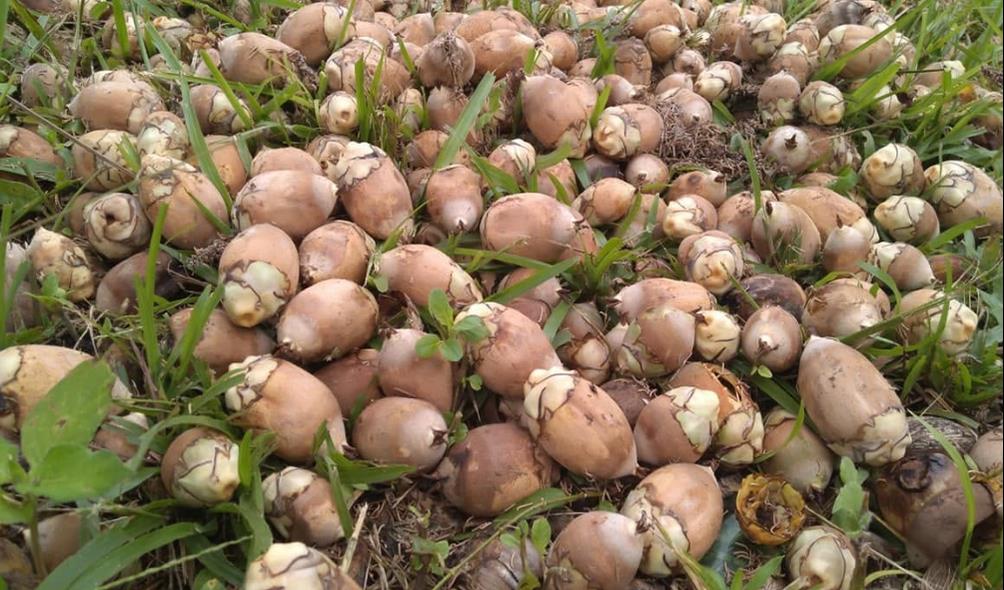 Panama''s fruit plantations 